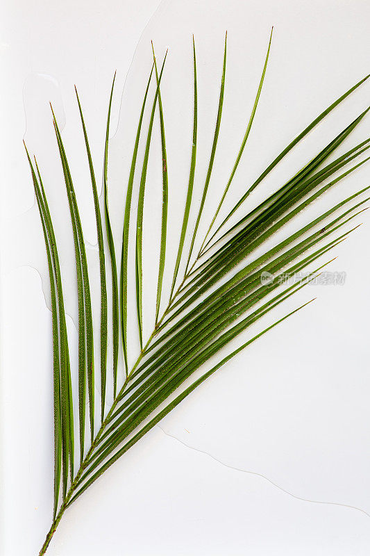 热带椰子叶孤立在白色背景与水，夏天的背景
