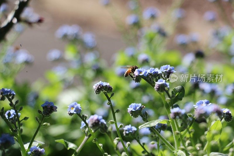 蜜蜂在浅蓝色的勿忘我上