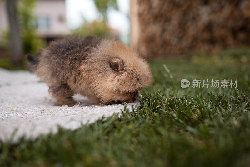 毛茸茸的小狗在后院