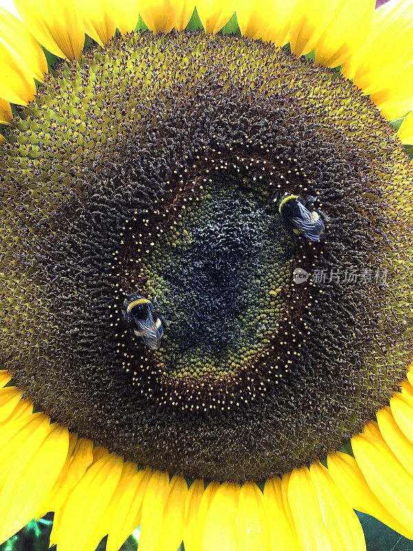 大黄蜂在一株淡黄色向日葵的雄蕊上搜寻花粉