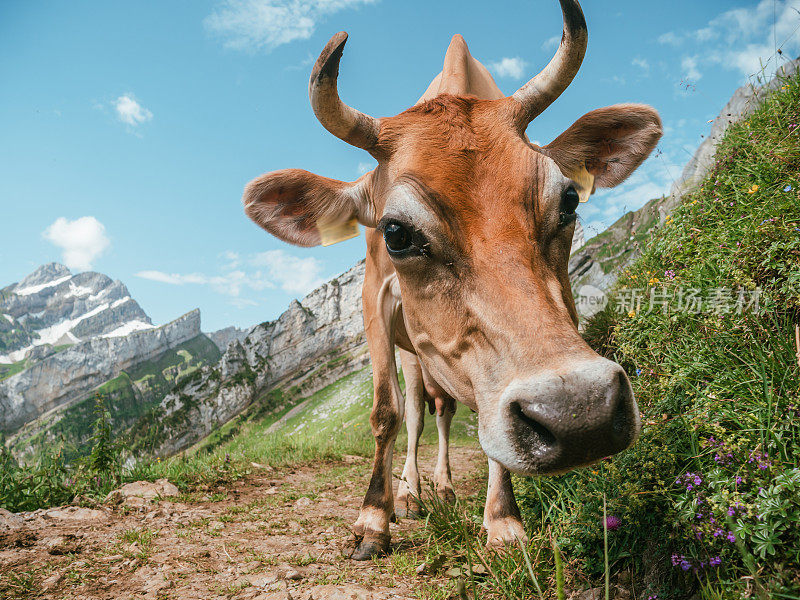 山路上的阿彭策勒牛的肖像