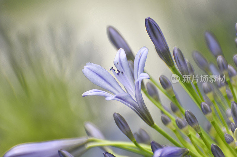 蓝色的爱情花花