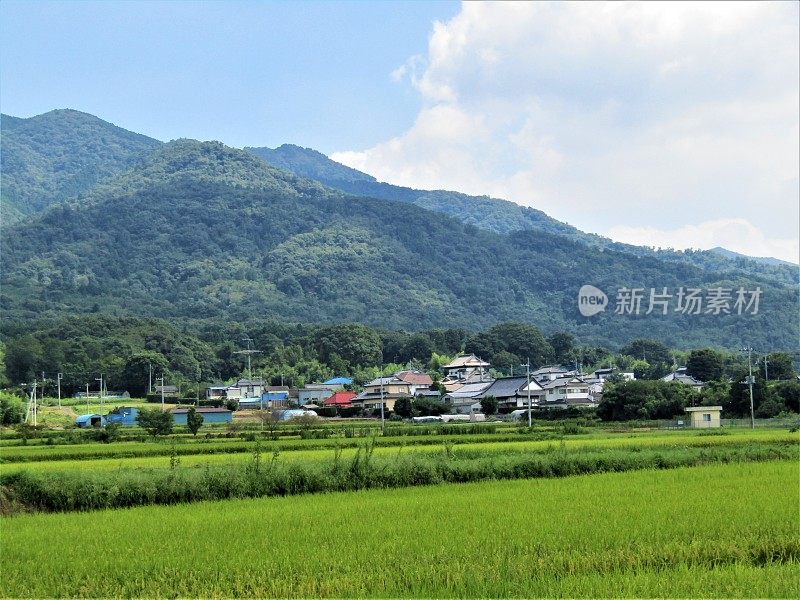 日本。8月。农田在山脚下的山谷里。