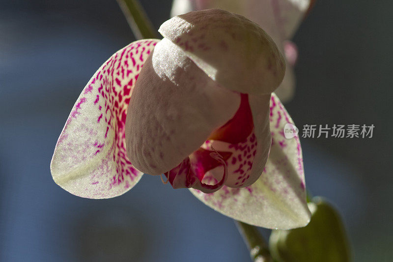 兰花花朵特写