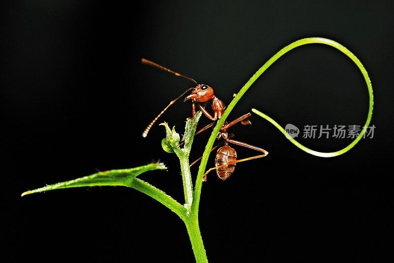 蚂蚁攀爬树枝和藤蔓的手-动物行为。