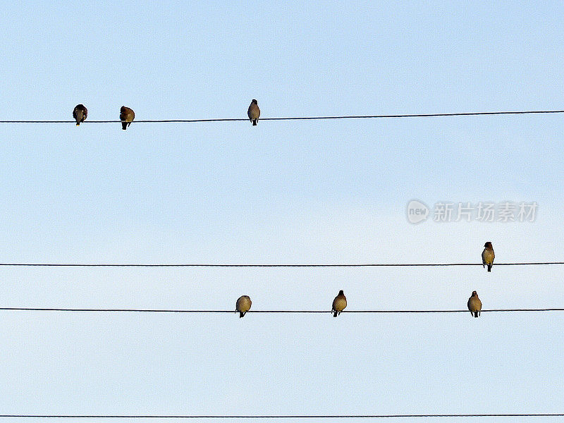 冬天，鸟儿在外面的电线上鸣叫