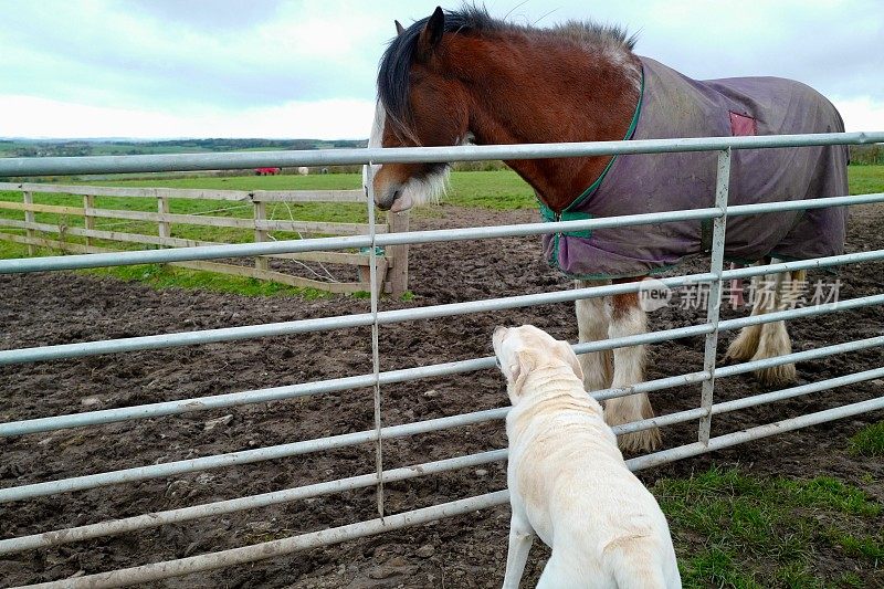 拉布拉多寻回犬和克莱兹代尔犬