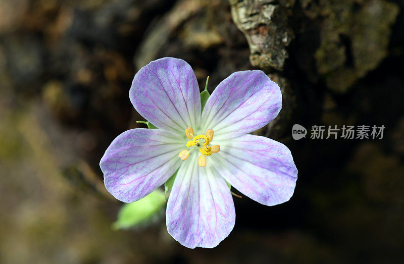 野生天竺葵花，天竺葵，美国芝加哥森林