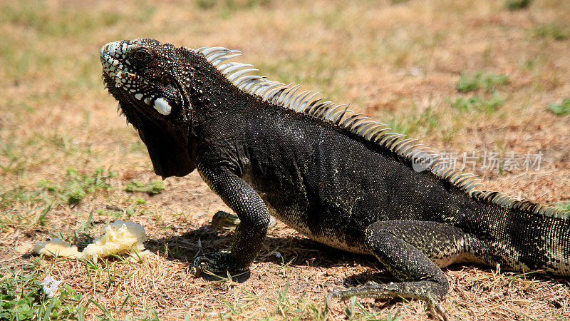 萨尔瓦多大街上的鬣蜥爬行动物