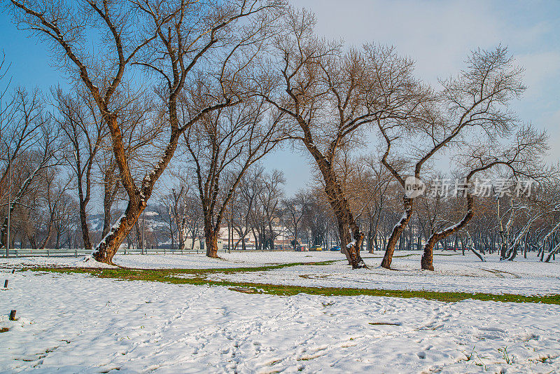 雪天下美丽的公园