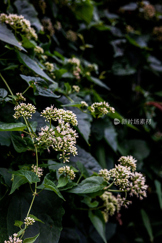 美丽的花丛背景