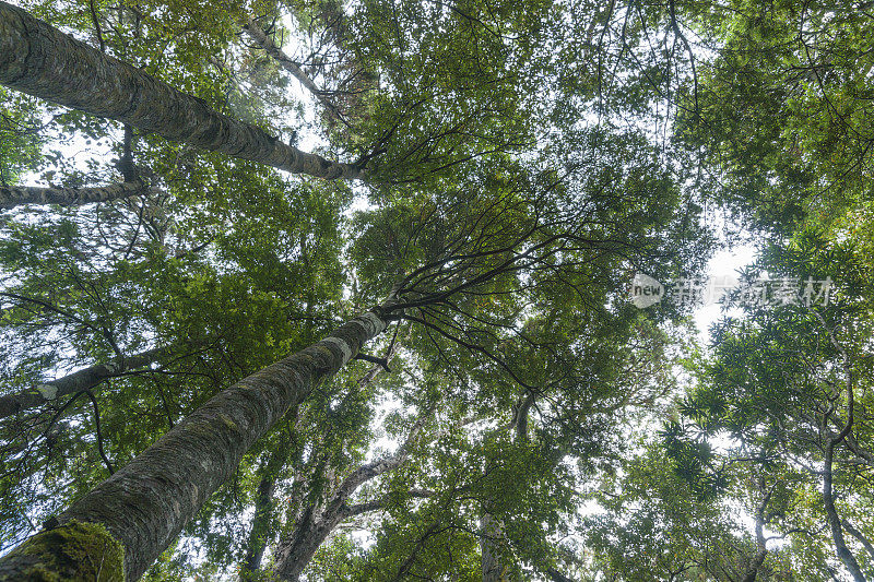 高大的里木树从头顶向下耸立，汇聚成森林的树冠。