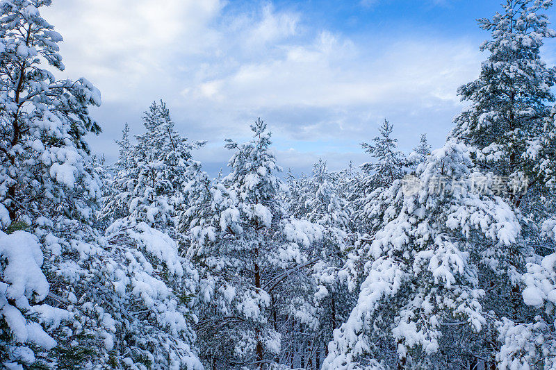 冬天的松林上覆盖着厚厚的积雪。