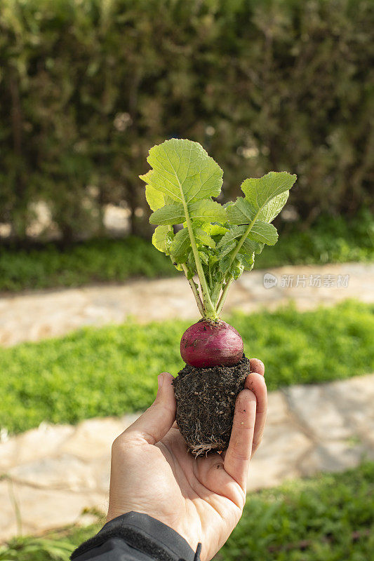 一名男子正在展示他在业余花园种植的萝卜