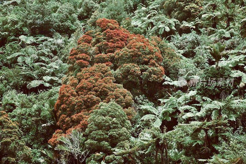 新西兰西海岸原生温带雨林