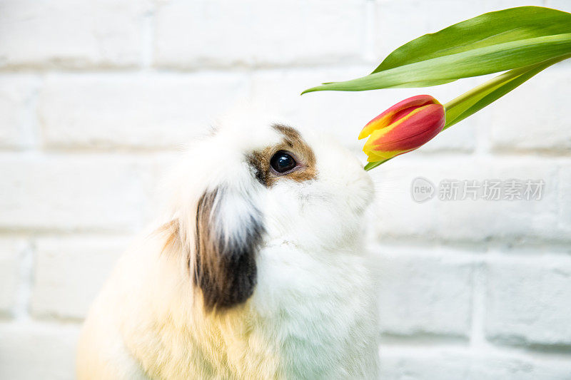 近距离的白色兔子闻黄色的红色郁金香。