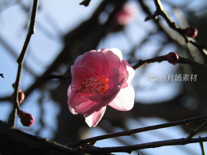 日本。1月。第一朵梅花。