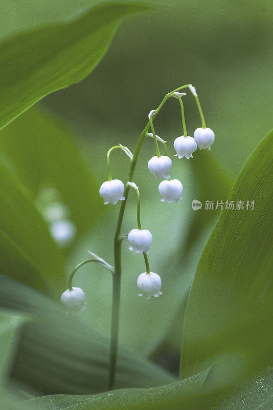 林中空地上盛开的幽雅的白色百合花。特写镜头。