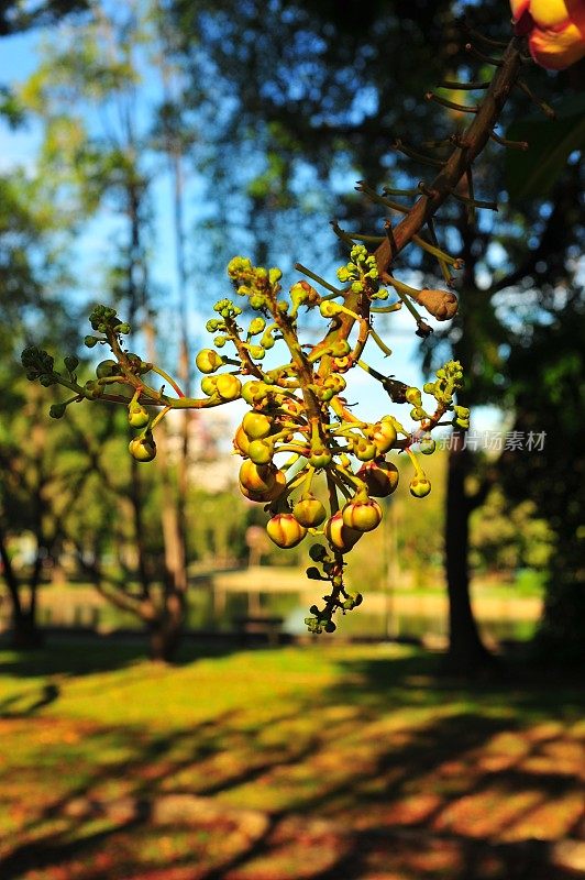 炮弹树花蕾(古皮塔·Guianensis)