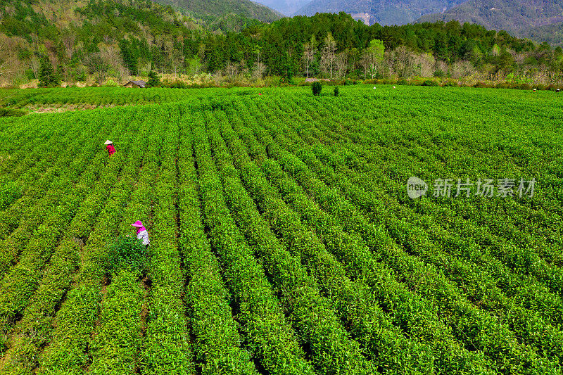 大茶园景