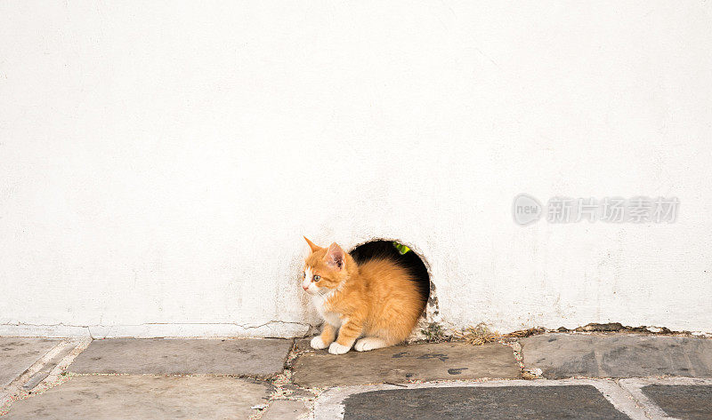 小猫躲在米洛斯岛的一个洞里