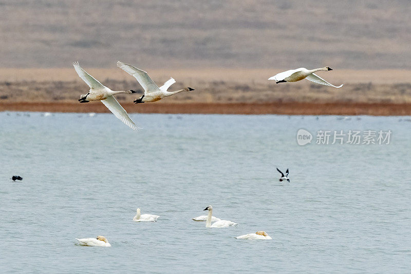 天鹅飞离冰冻湖野生动物管理区