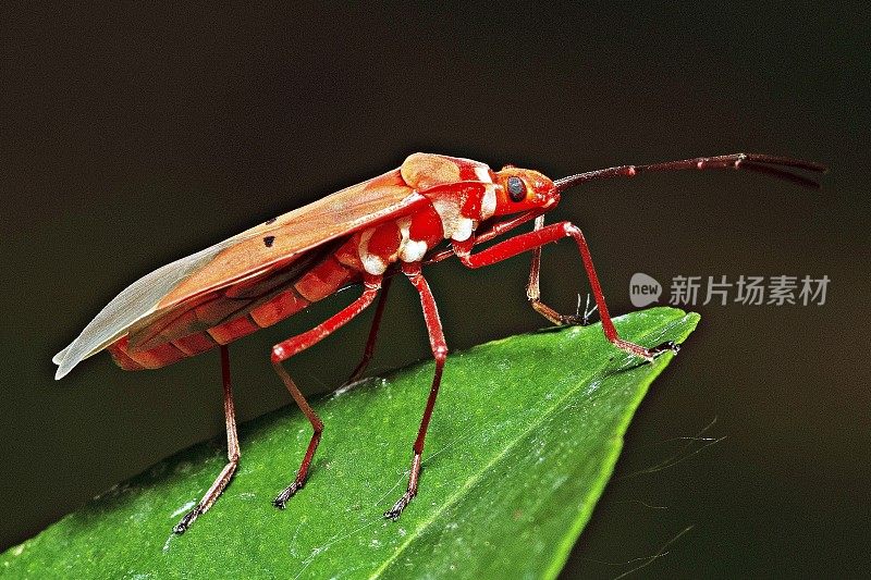 红棉虫在绿叶上。