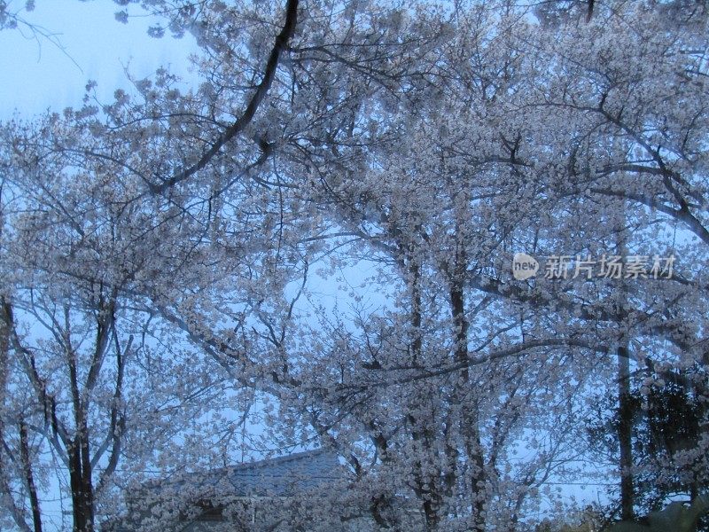 日本。3月底。樱花开花。日出前三十分钟在公园里。