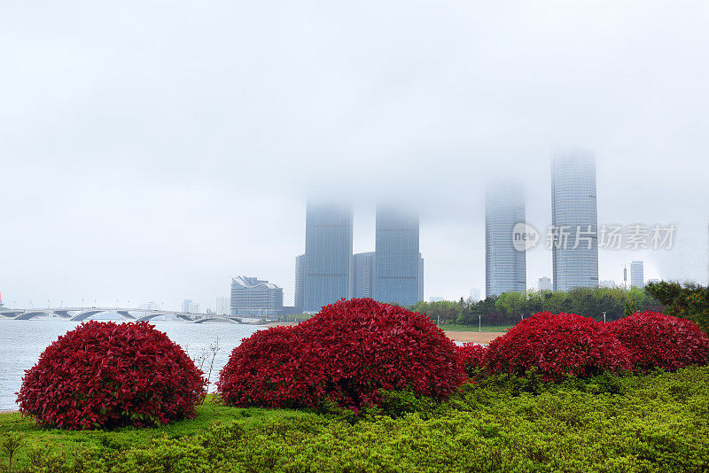 中国山东省日照市，花儿在春雨中绽放