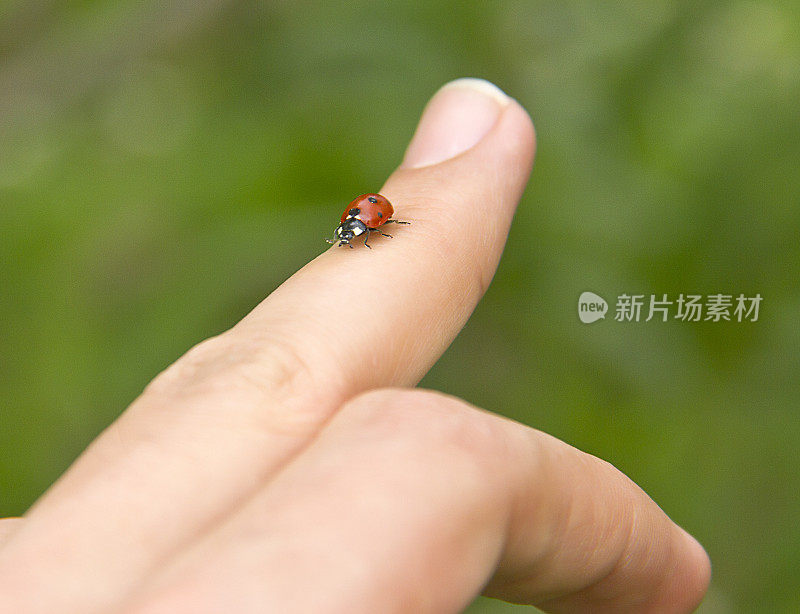 瓢虫(球菌)的手指