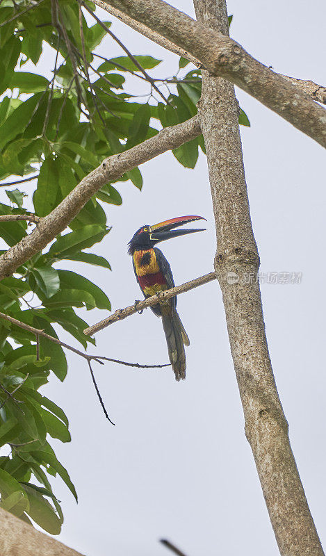 哥斯达黎加太平洋海岸曼纽尔·安东尼奥国家公园里的野生火嘴蜘蛛巨嘴鸟