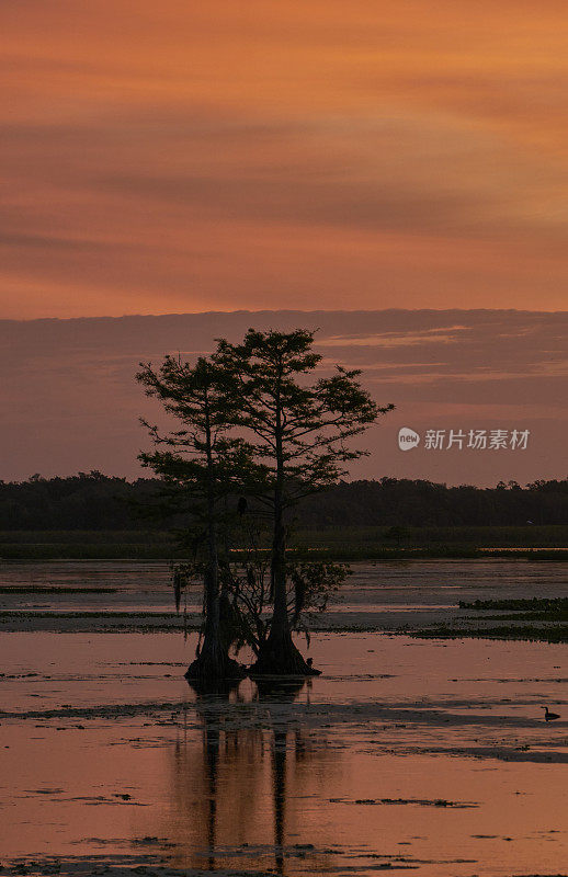 令人叹为观止的奥兰多湿地公园在一个充满活力的日出在美国佛罗里达中部