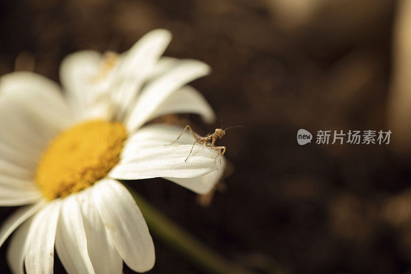 雏菊花瓣上的小螳螂