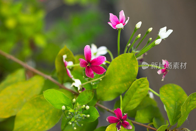 季节性生长紫色和白色的热带小花