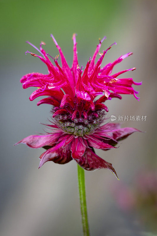 鲜红蜂香花