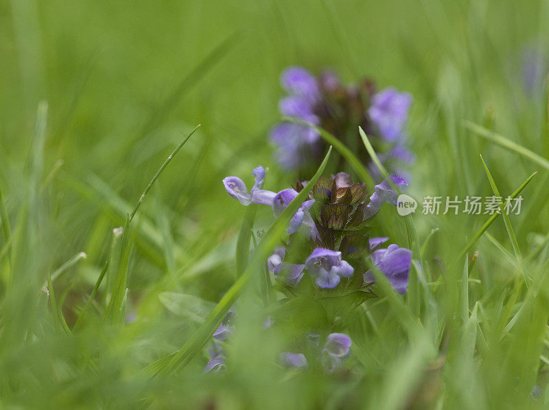 扁桃体脓肿寻常的杂草。夏枯草