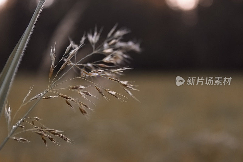 干黑麦特写