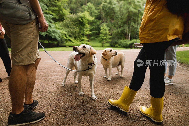 宠物主人正在遛他们的拉布拉多狗