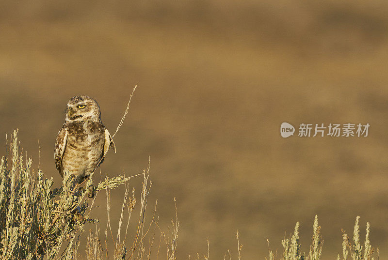 美丽的野生穴居猫头鹰
美国犹他州盐湖城附近的羚羊岛州立公园