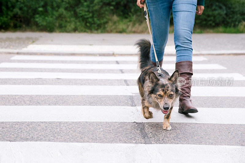 犬类训练:混种犬通过人行横道学习过马路