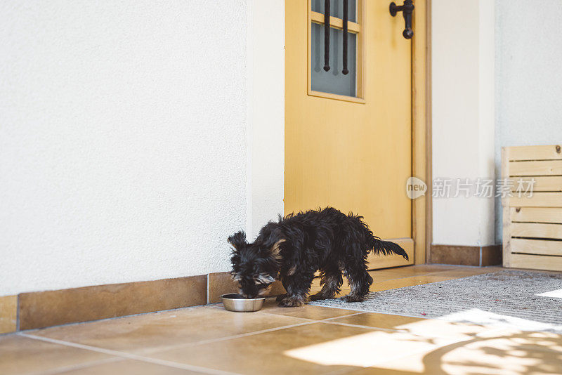 饥饿的约克郡小猎犬正在吃他的晚餐