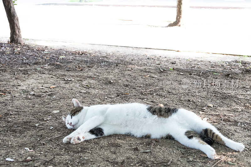 一只在公园里睡得很熟的猫