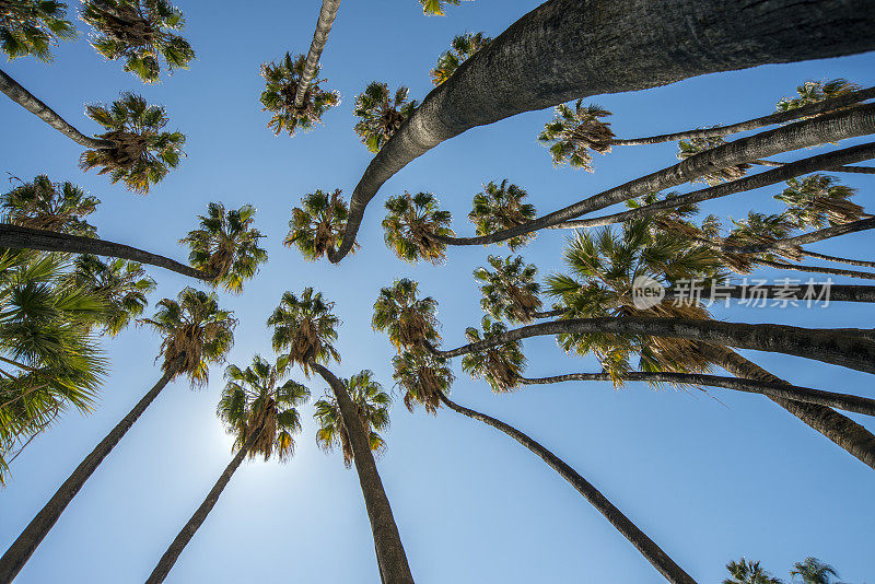 在背光的棕榈树下向上看。阳光和蓝天背景。