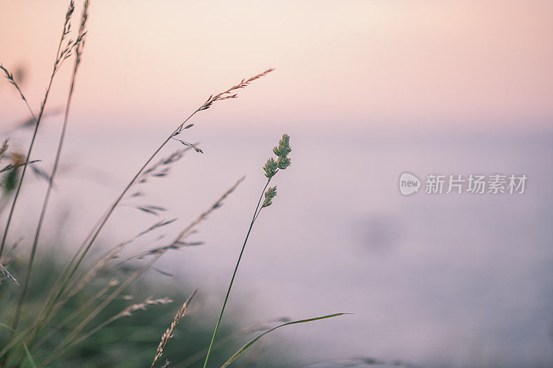 海边的草地和日落