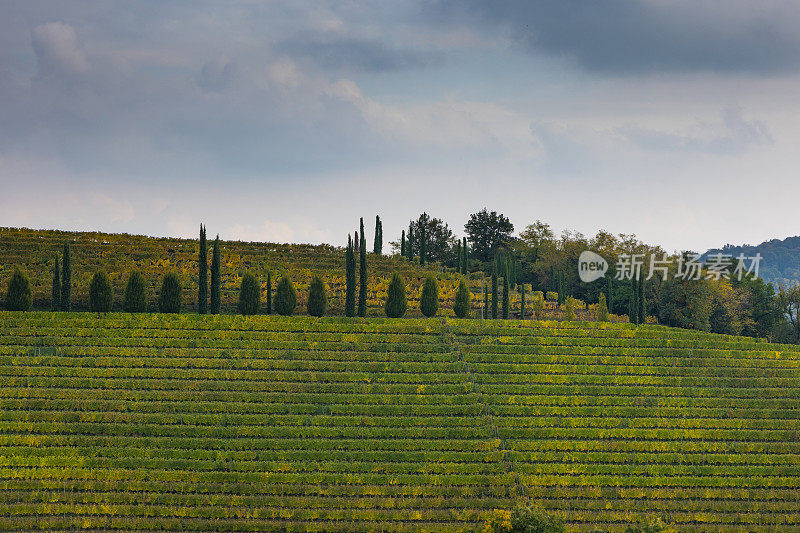 科利奥葡萄酒产区的葡萄园