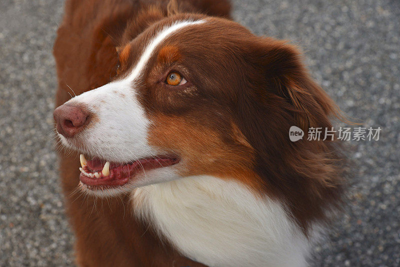 澳大利亚牧羊犬侧视图