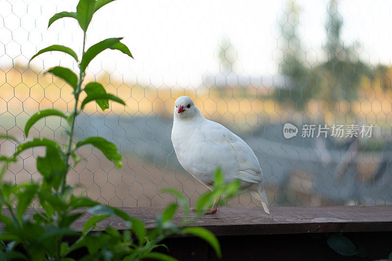 鸡舍里的白鹧鸪