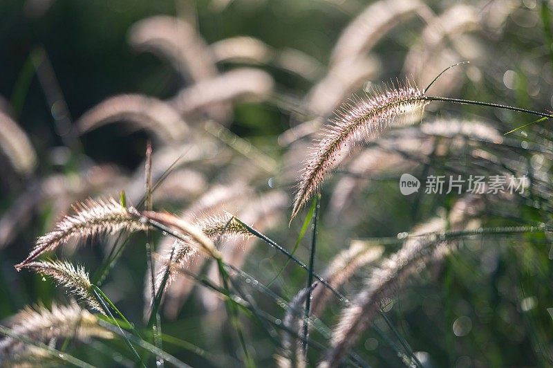 小草花伴阳光，美丽散景背景