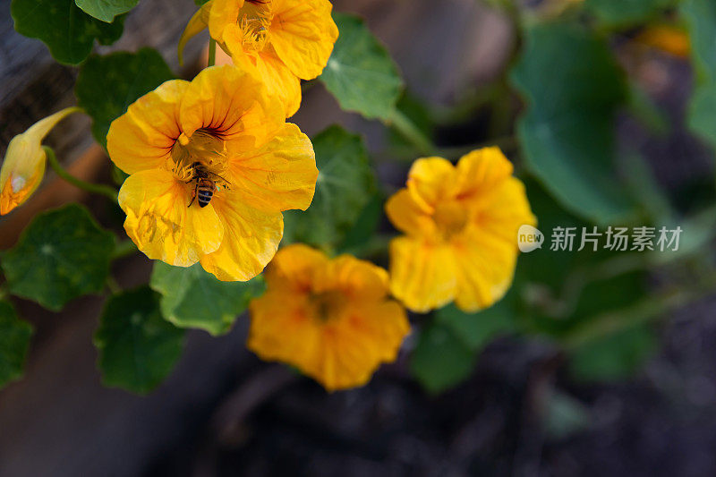 蜜蜂围着一朵黄色的花嗡嗡叫