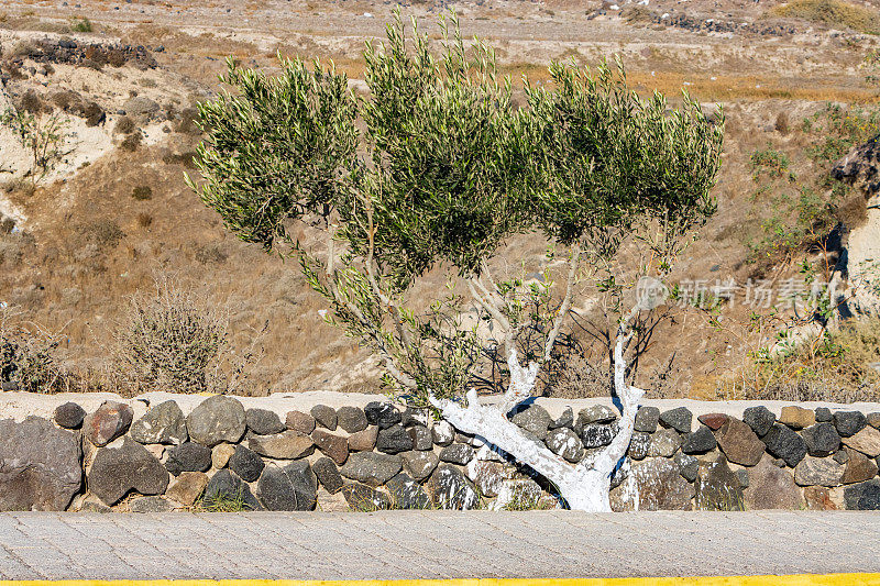 希腊南爱琴海群岛圣托里尼岛的橄榄树保护